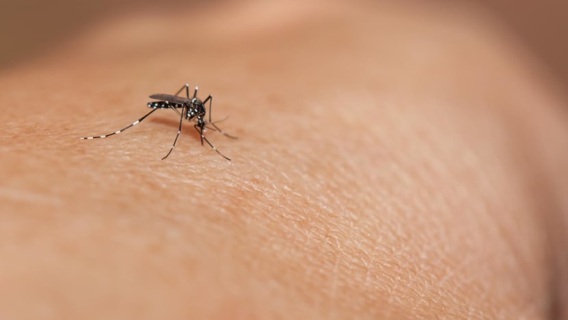 Dengue infections up for seven straight weeks; NEA urges 'immediate action'