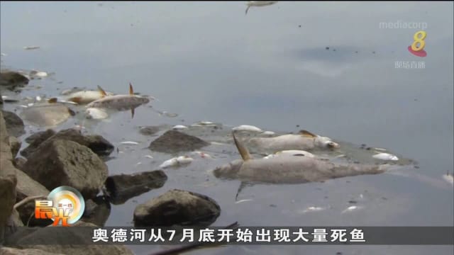 欧洲奥德河鱼群集体死亡 化验后未得出结果