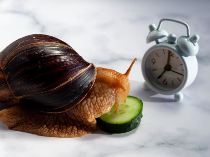 Are you a fast or slow eater? How does this affect your weight and overall health? Are you a fast or slow eater? How does this affect your weight and overall health?