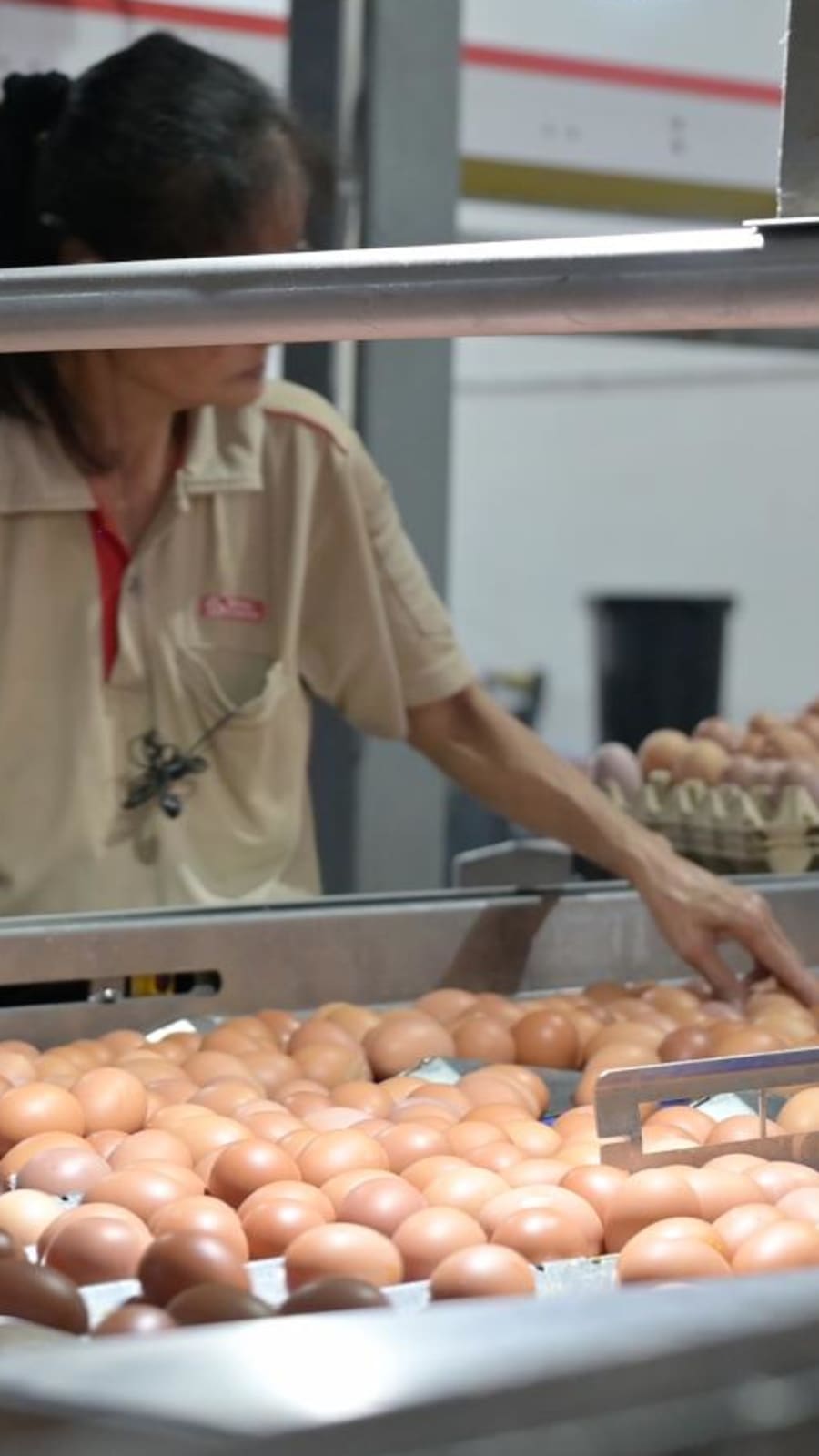 How an egg farm in Singapore protects its chickens from bird flu