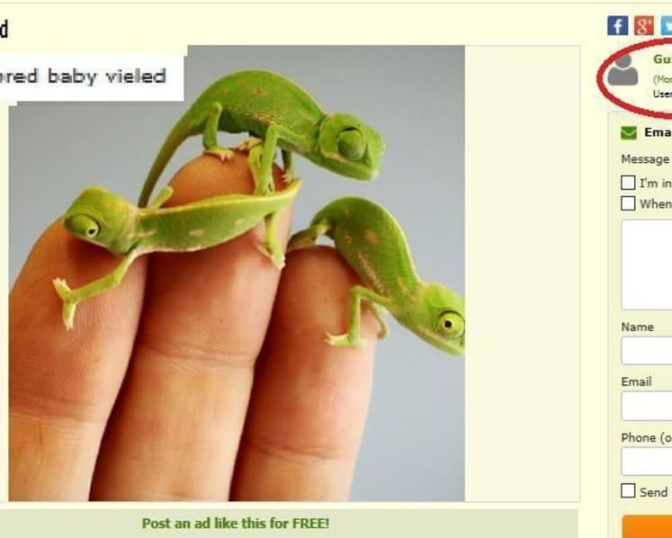Illegal pet advertisements rife on online platforms: ACRES