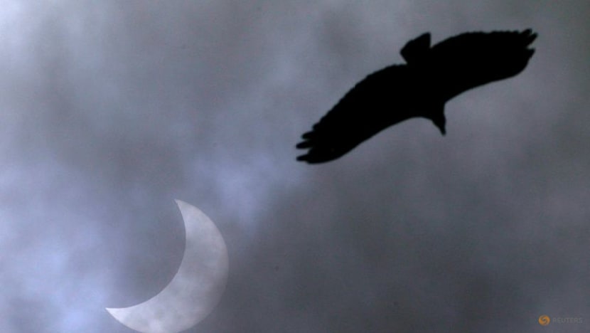 Study shows how solar eclipse made some birds sing like a new day dawned