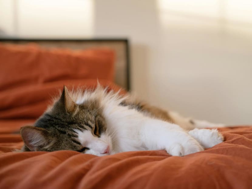 How to support someone who has lost a pet