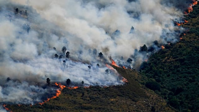 高温持续侵袭欧洲 西班牙首次因山火进入紧急状态