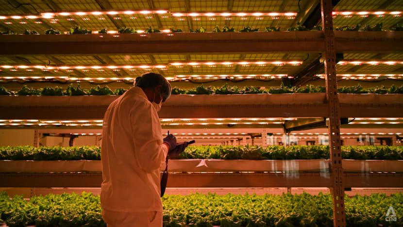 Inside the vertical farming revolution that’s taking root in the Middle East Inside the vertical farming revolution that’s taking root in the Middle East