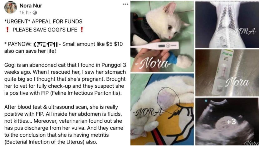 Woman arrested for alleged cheating, forging vet bill to solicit donations for stray cat Woman arrested for alleged cheating, forging vet bill to solicit donations for stray cat