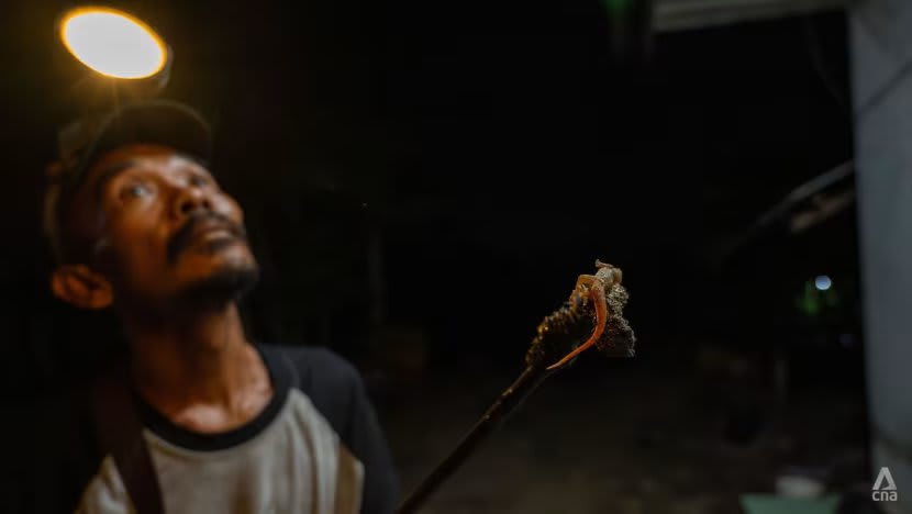 Tak cuma diam-diam merayap, cecak juga membawa cuan bagi banyak orang di Jawa Barat Tak cuma diam-diam merayap, cecak juga membawa cuan bagi banyak orang di Jawa Barat