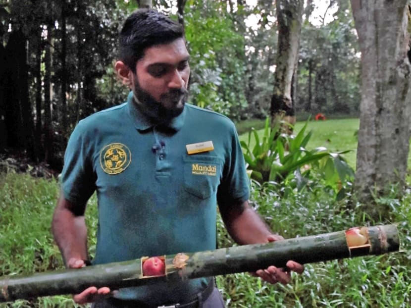 Zookeeper Lloyd Daniel Anthony holding up a piece of bamboo stuffed with food which is used as an enrichment activity.