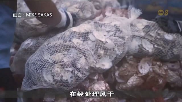 香港环保组织回收扔弃贝壳 海底“种壳”护蚝礁重建海洋生态