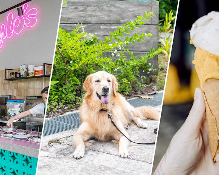 Coconut & Pandan Gelato For You, Beef Popsicle For Your Pup At New Gelateria