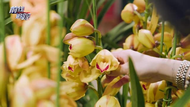 前线追踪 | 预告：年花，不只是传统