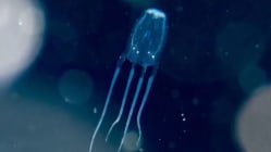 Related article image
