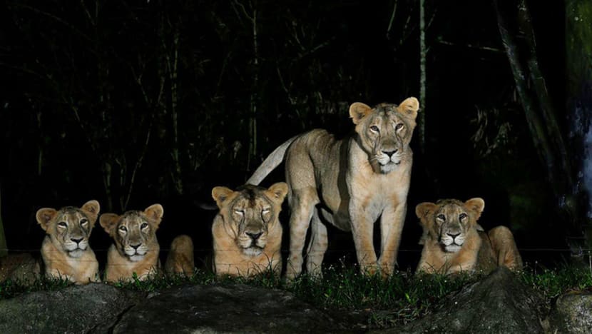 4 Asiatic lions at Night Safari test positive for Covid-19 after exposure to infected staff