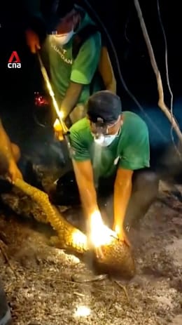 Pangolins rescued from Indonesia wildfires