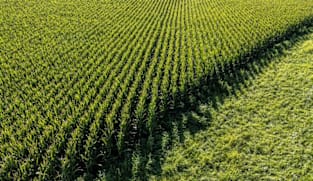 South Korea’s MFG buys about 135,000 tons corn, traders say