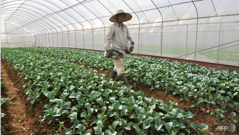 'Healthy growth' in number of local food farms: Singapore Food Statistics report 'Healthy growth' in number of local food farms: Singapore Food Statistics report