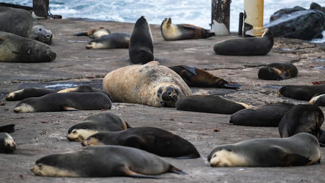 禽流感重创南方象海豹 南乔治亚岛半数繁殖雌海豹死亡