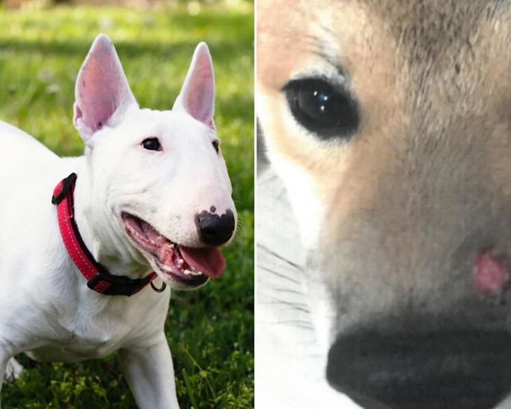 Repeat offender fined after unleashed and unmuzzled bull terrier attacked another dog