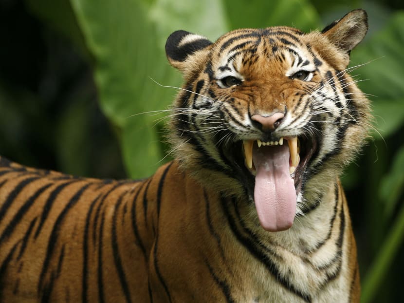 Hunting Malayan tigers in remote forests is still rampant due to the high demand for them in neighbouring countries. Hunting Malayan tigers in remote forests is still rampant due to the high demand for them in neighbouring countries.