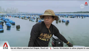 Johor's mussel farmers: Falling yields, coastal development threaten indigenous community tradition 