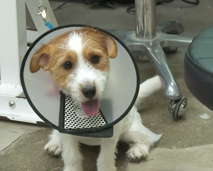 Pet grooming association working on clearer standards, certification framework by mid-2026