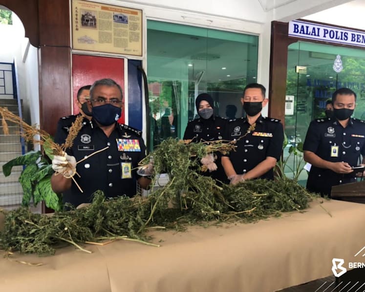 Former diplomat, son arrested in Malaysia after cannabis plantation found at Pahang home