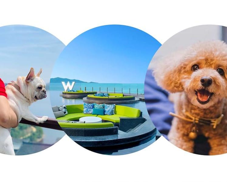 The best pet-friendly hotels in Asia – puppy room service included