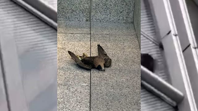 一个月内第二只死亡 公园局持续监测其余两只游隼雏鸟