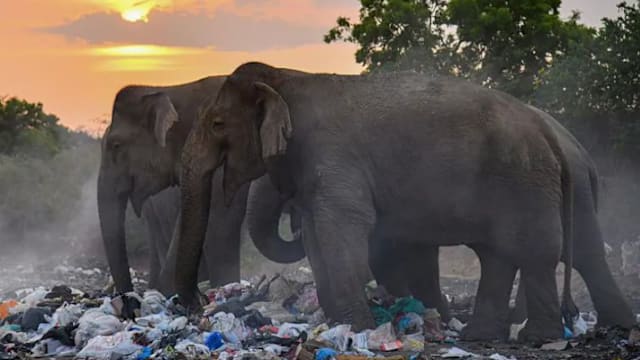 火把驱赶野象致重伤亡 斯里兰卡三男子被捕