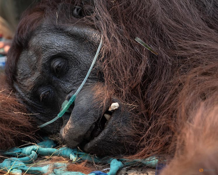 Saving Sampurna: Farmer rescues weakened orangutan from forest fires in Indonesia's Borneo Saving Sampurna: Farmer rescues weakened orangutan from forest fires in Indonesia's Borneo