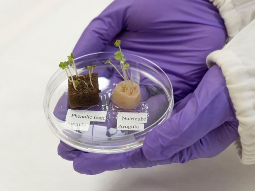 Keratin-based substrates being used to help plants grow. A gram of human hair can produce about three blocks of substrates of about 1.5cm by 1.5cm by 3cm, or the size of a small ice cube.