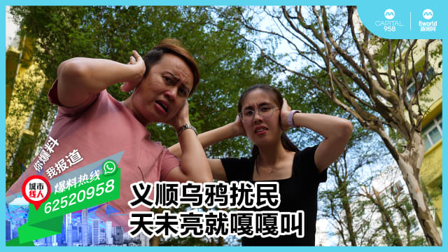 义顺乌鸦扰民 天未亮就嘎嘎叫