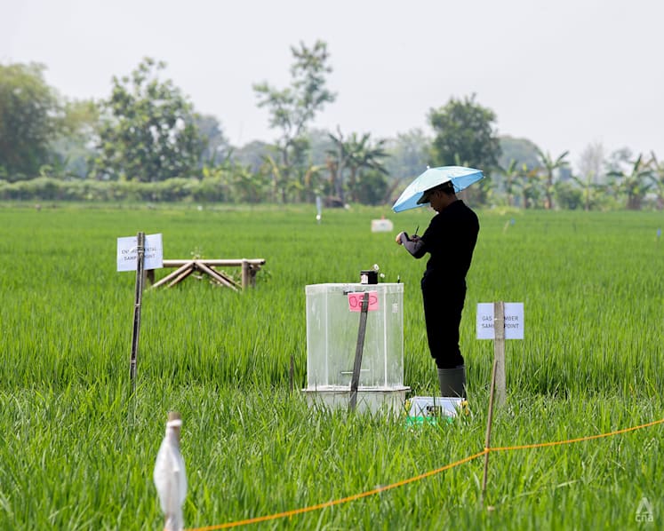 More rice for less methane? This Singapore lab is already seeing success with regional rice farmers
