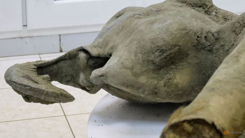 Young mammoth remains found nearly intact in Siberian permafrost