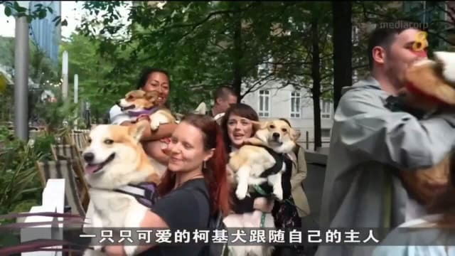 英国柯基犬也来庆祝英女王登基70周年