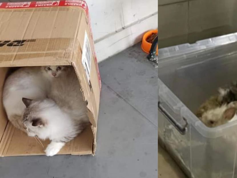 ‘Not like a toy’: Pet abandonment cases soar as costs rise, owners return to offices ‘Not like a toy’: Pet abandonment cases soar as costs rise, owners return to offices