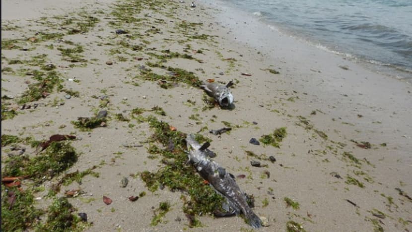 Up to 600 tonnes of fish lost to algal bloom: AVA