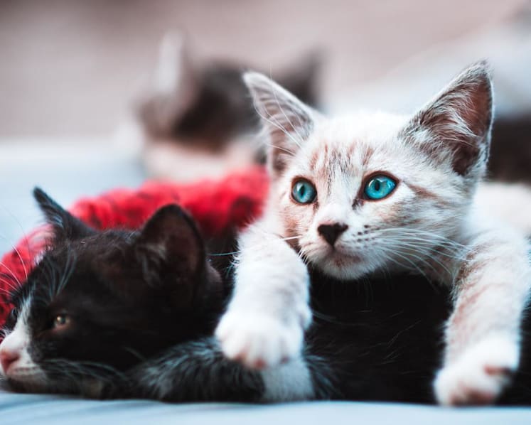 Feline fallout: Court grants divorce to retiree whose wife became obsessed with cats