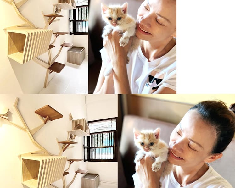 In Singapore, a new 'luxury' cat hotel for rescued kitties and cats on staycation