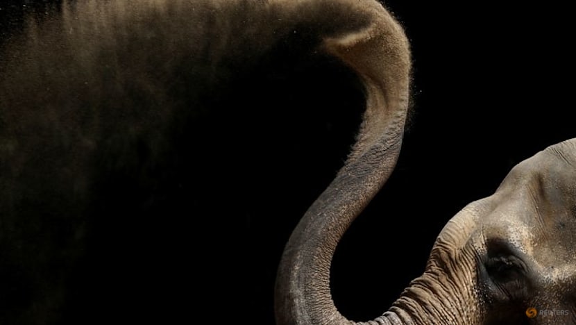 Study unlocks the secrets of the whiskers on an elephant's trunk