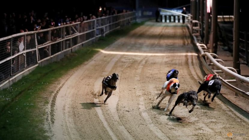 New Zealand plans to ban greyhound racing, citing high injury rates New Zealand plans to ban greyhound racing, citing high injury rates