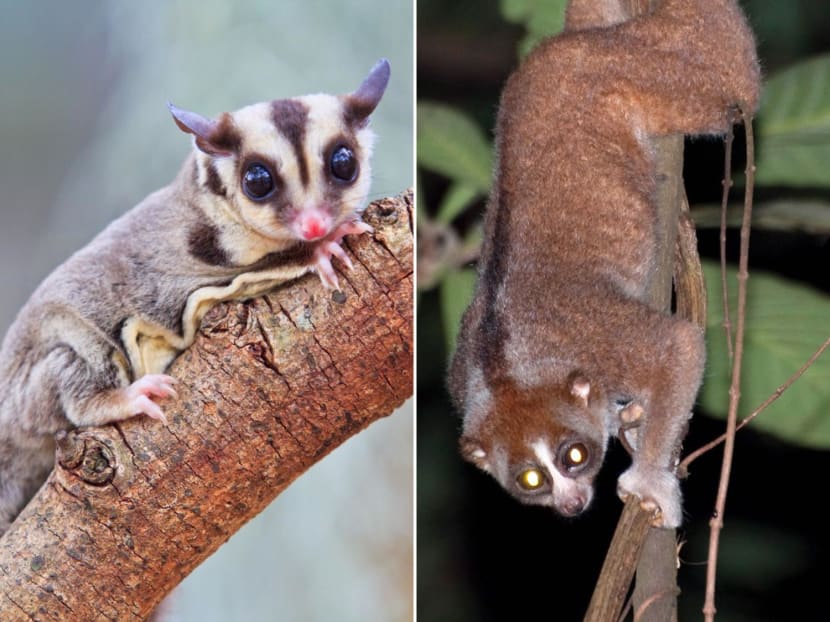 A sugar glider (left) and a Sunda slow loris (right). 