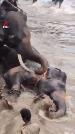 Woman in India killed after elephant falls on her