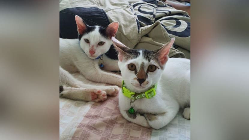 Woman fined for abandoning two kittens weeks after adopting them as they 'stressed' her out Woman fined for abandoning two kittens weeks after adopting them as they 'stressed' her out