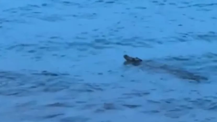 Buaya dilihat di Sentosa ditangkap, ditakai: NParks