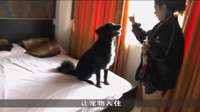 本地宠物寄宿服务需求激增 年底预订几乎额满