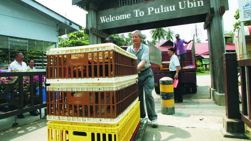 Bush fire at Pulau Ubin has been put out