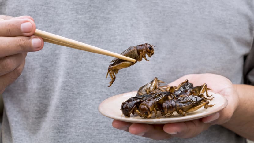 Kuliner unik di Singapura: Jangkrik, belalang dan ulat super kini bisa jadi santapan! Kuliner unik di Singapura: Jangkrik, belalang dan ulat super kini bisa jadi santapan!