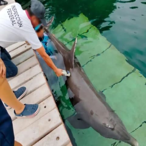墨西哥酒店特技表演酿祸海豚跃出水面头撞地惨死- 8world