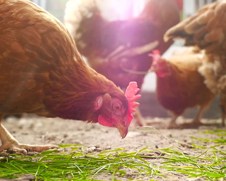 Antibiotics in chicken a cause for concern? And five other questions about poultry today